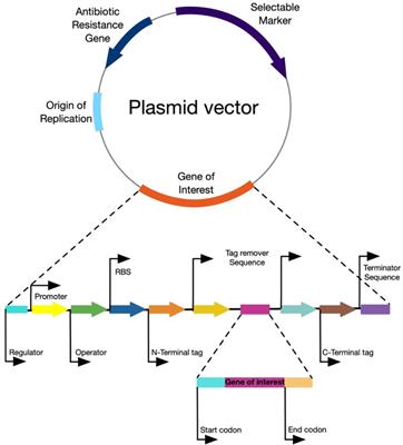 Current state of molecular and metabolic strategies for the improvement of L-asparaginase expression in heterologous systems